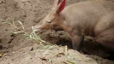 LIZ: It's just something
that comes natural to them, - Magic of Disney's Animal Kingdom