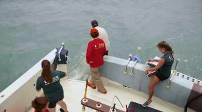 LIZA: We were interested in
finding out whether or not, uh, - Shark Attack Files