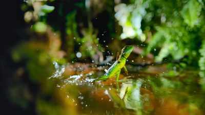 Lizards walk on water, - The Secret Lives of Animals