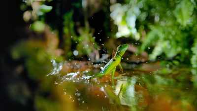 Lizards walk on water, - The Secret Lives of Animals