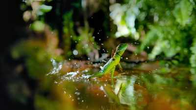 Lizards walk on water, - The Secret Lives of Animals