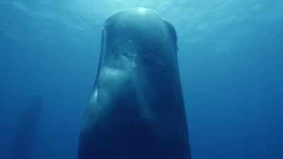 Lo so, Capitano, il problema
è che mantenerla operativa.. - Deep Rising