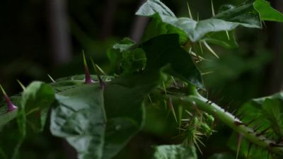Loading their leaves with toxins. - Hostile Planet