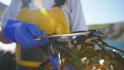 Lobsters are a keystone
species... 102. - Wild Isles