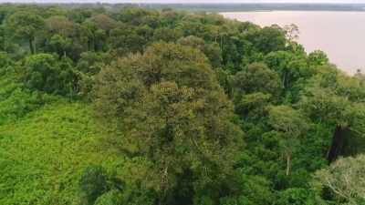 LOCAL GUIDE JUCELINO KNOWS
HOW VILLAGERS STILL PLANT TREES. - Lost Cities of the Amazon