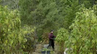 Local retailers are ready to begin serving
customers in what's expected to be - Murder Mountain