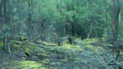 LOCAL TRACKERS BELIEVE THEY'VE
CAPTURED AN EXTINCT BEAST - Strange Evidence