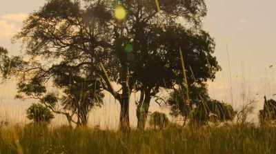Locusts. - Surviving Paradise: A Family Tale
