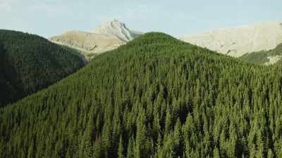 Lodgepole pine, - The Green Planet