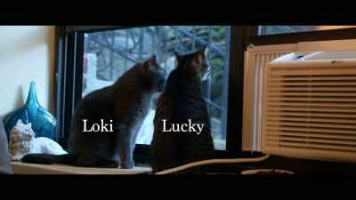 Loki and Lucky, the two males - Cat Daddies