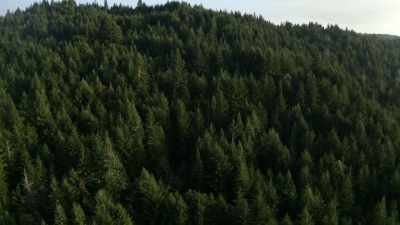 Lokk how all this has been
pushed down, - Expedition Bigfoot