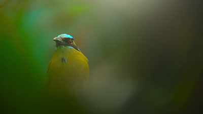 Long enough for this
bird brain to get bored. - The Secret Lives of Animals