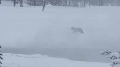 Long legs
can ford the deep snow. - Epic Yellowstone