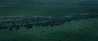 Long live the emperor! - Napoleon
