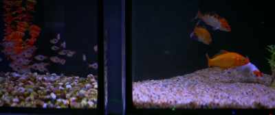 Long shrimp-looking ones, - Bullet Head