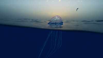 Long threads trail behind it, - Blue Planet II