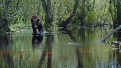 Long walk into the water. - Path of the Panther