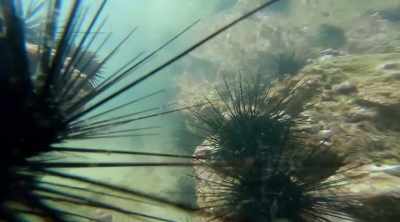 - Look at all the urchins. - Kings of Pain