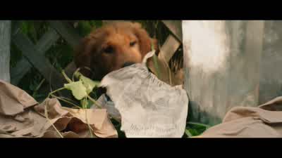 Look at all this great stuff. - A Dog's Purpose