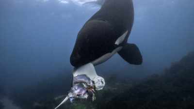 "Look at this big juicy eagle ray.
Wouldn't you just love to have that?'' - Secrets of the Whales