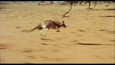 Look at him go, will you? - Wake in Fright