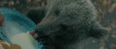 Look at him. Nice, hé ? - The Bear