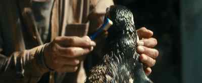 Look at this oil on you. - My Penguin Friend