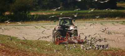 Look at my seagulls. - Clarkson's Farm
