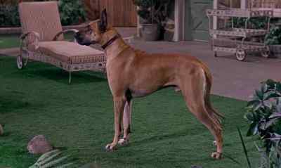 LOOK AT THAT.
YOU SEE THAT ? - The Ugly Dachshund