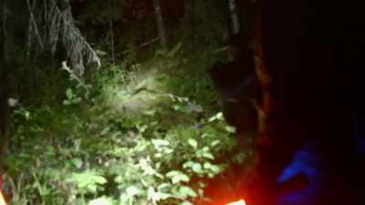 Look at the leaves that are
turned up - Expedition Bigfoot