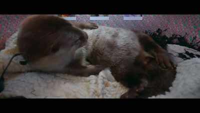 Look at the size
of that belly. - Billy & Molly: An Otter Love Story