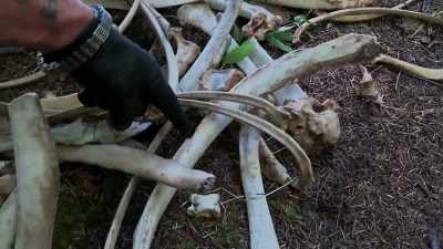 Look at the way this one's
been almost gnawed off. - Expedition Bigfoot