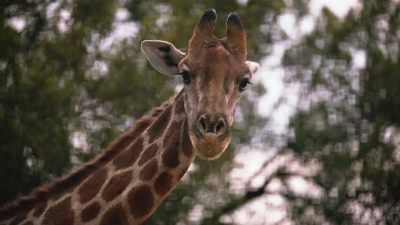 Look at this.
(chuckling) - A Safari Romance