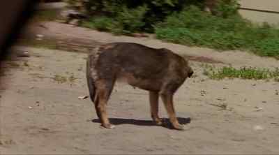 Look at this. - Thunderheart