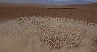 Look at those little critters run.! - Silver Streak