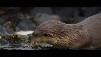 Look at you!
You're a pro. - Billy & Molly: An Otter Love Story