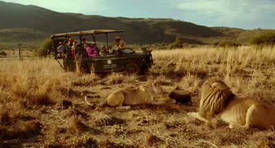 Look childrenThe bush pig has lost its parentsso it is being cared for by Mama and Papa LionEven in nature there are blended familiesThat's nice That's sweetI may have misread that situation - Blended
