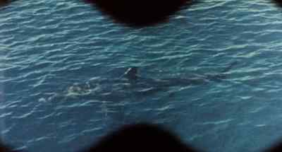 - Look down there. - Cruel Jaws