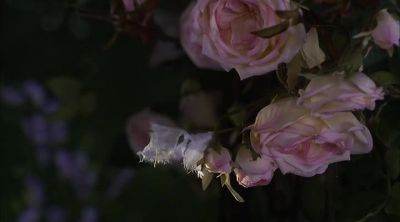 Look here. A piece of cotton. - Murdoch Mysteries