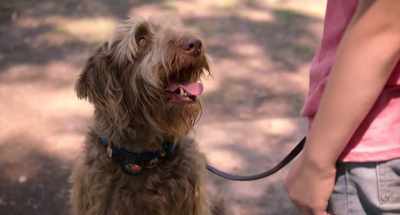Look, if I drop a deuce,
don't pick it up right away. - Think Like a Dog