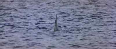Look, that idiot is in the water! - Orca