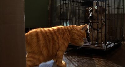 Look we kinda got off on the wrong paw - Garfield