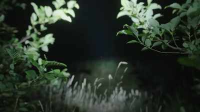 Look, look, look,
I see some eyes showing, - Expedition Bigfoot