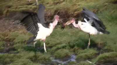 Look, we marabous fight over food - Absurd Planet