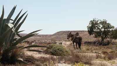 Look, professor,
Rosita's found her way home. - The Valley of Gwangi