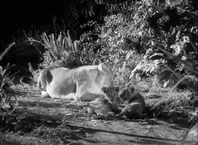 Look. - Tarzan and the Huntress