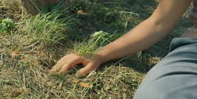 Look! The trees too, they're breathing. - Midsommar