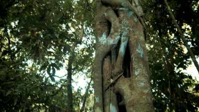 LOOK.
THIS TREE HAS A VINE - Expedition Mungo