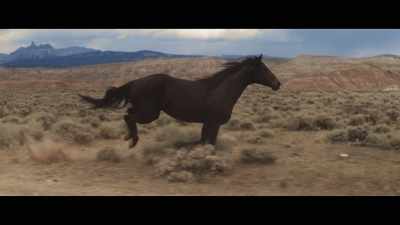 Looking at a horse
when he's standing still looks magical, - My Heroes Were Cowboys