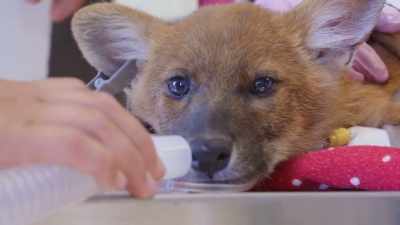 Looking at all the x-rays,
we don't have active bleeding, - Secrets of the Zoo